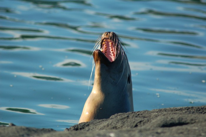 Wailing seal © Jack H Thompson