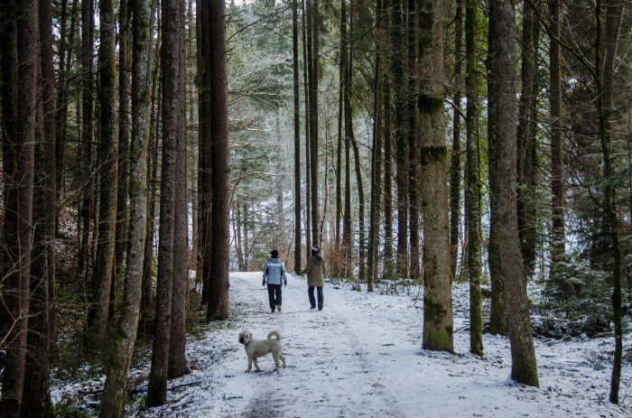 friends walking in woods ©Jack H Thompson