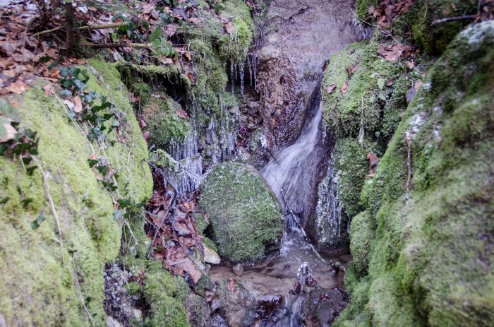 moss and stream ©Jack H Thompson