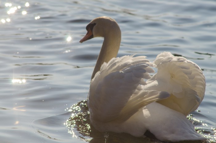 swan in Switzerland ©Jack H Thompson