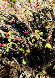 © Jane Foard Thompson