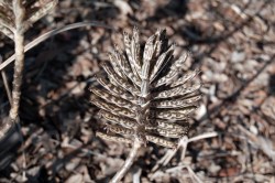 © Jane Foard Thompson