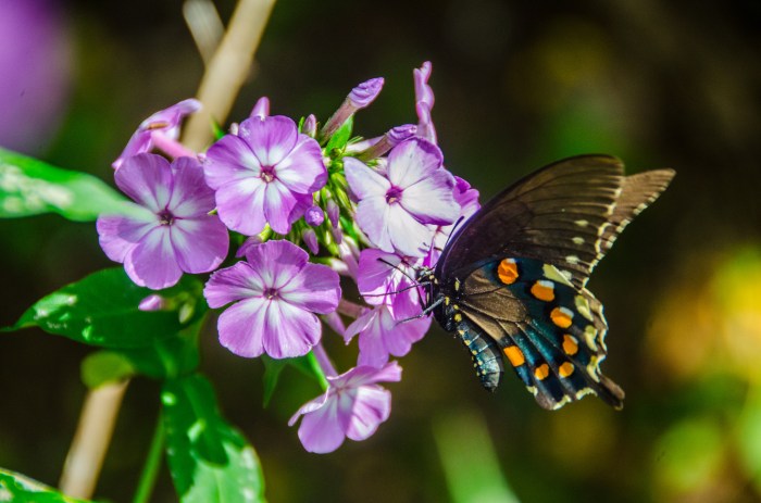 butterfly on flowers, JHT