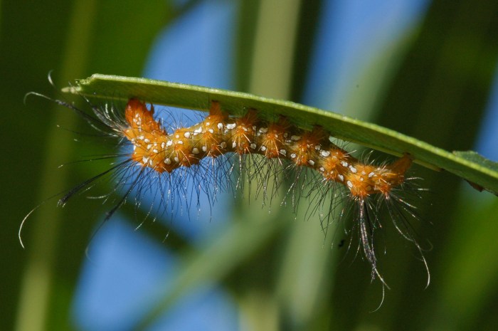caterpillar under leaf