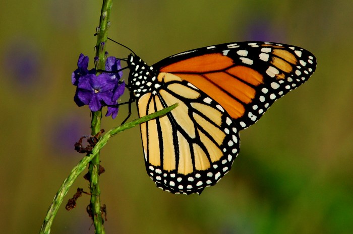 Monarch Butterfly