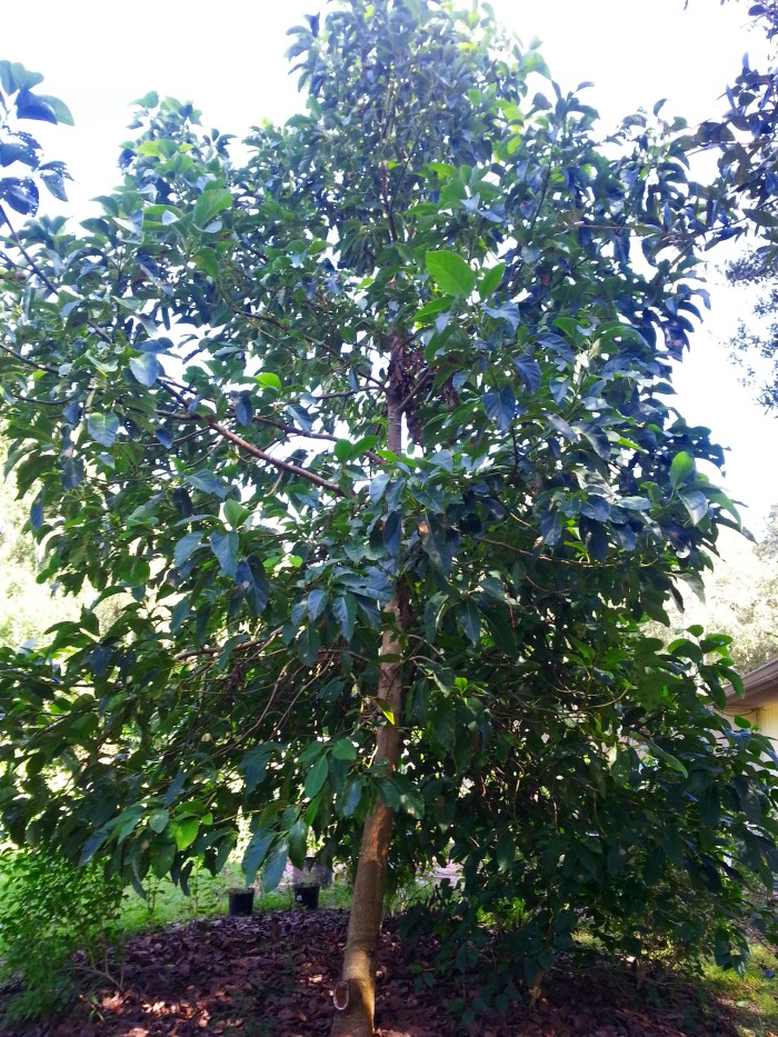 Florida avocado tree grown from seed