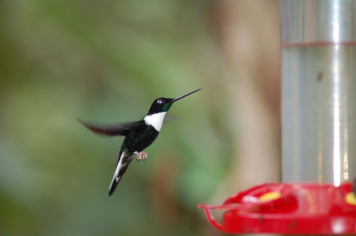 Hummingbird, Cloud Forest, Ecuador