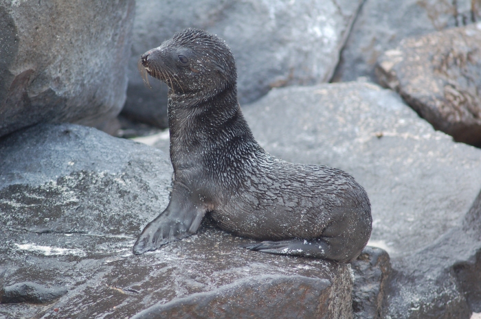 Espanola baby seal