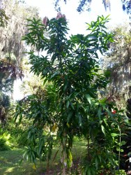 Keitt mango tree grown from seed