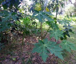 papaya trees grown from seeds