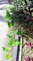 Sweet potato vine sprouted from an eye