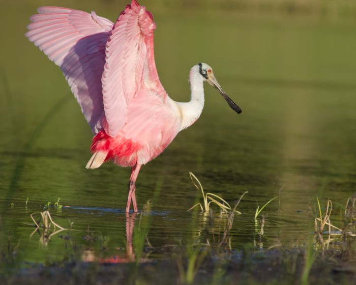 Roseate Spoonbill