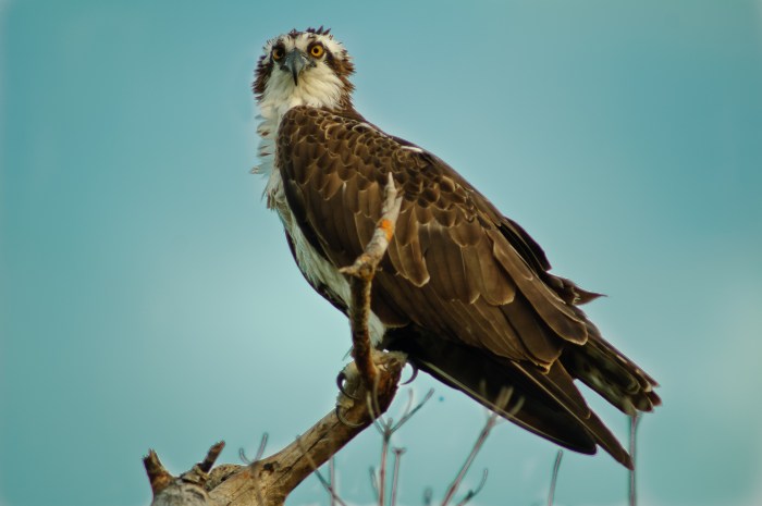 Osprey, Florida