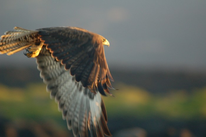 Red Tailed Hawk, Celery Fields, FL