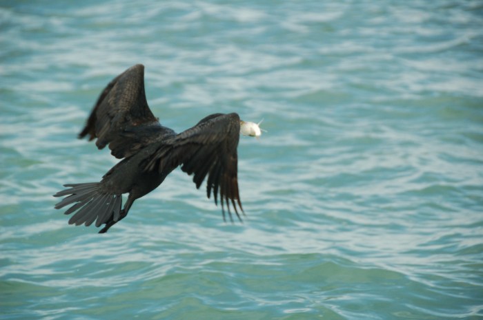 Anhinga with fish, FL