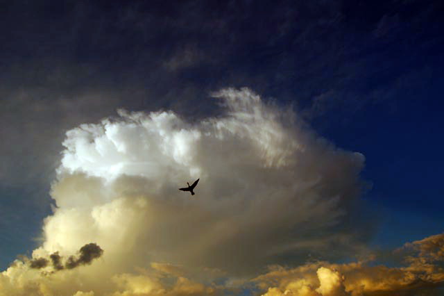 Bird in clouds by Jack H Thompson
