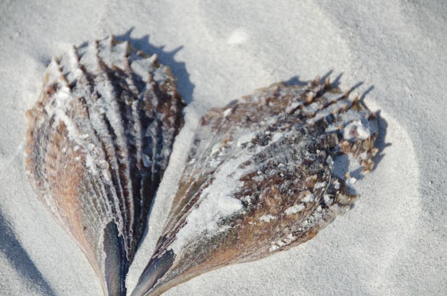 heart shaped shell, Sanibel Island, FL, JHT