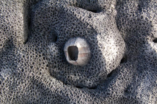uplifted coral, Isabella, Galapagos , JHT