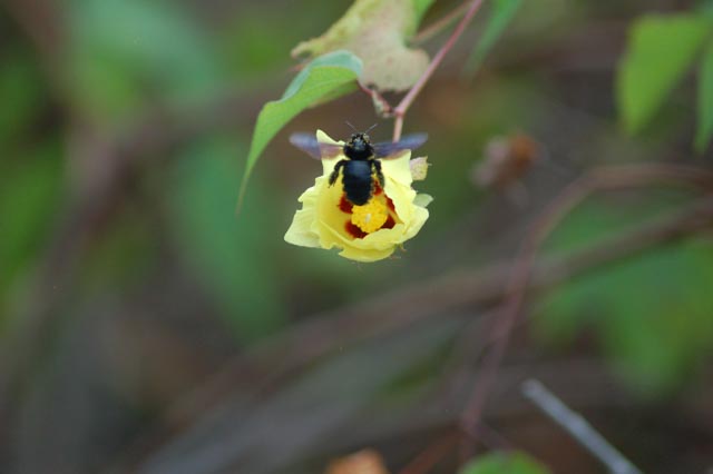 bee in flower, Isabella, Galapagos