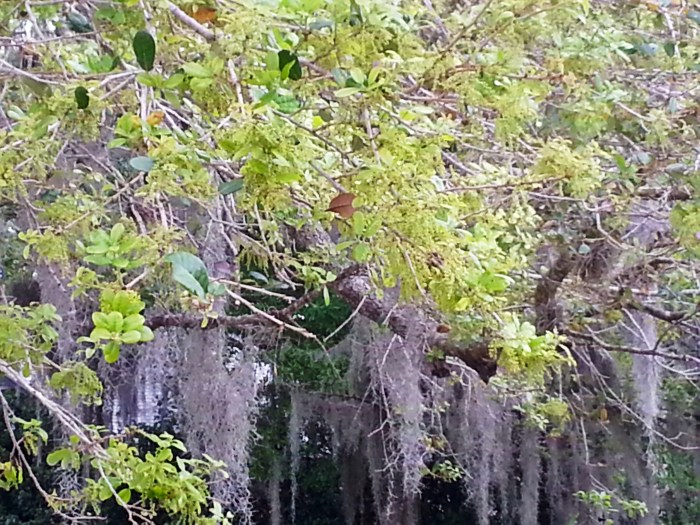 new oak leaves in Florida