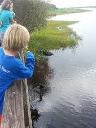 spotting an alligator