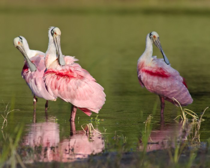 roseate spoonbills by Jack H  Thompson, Jr