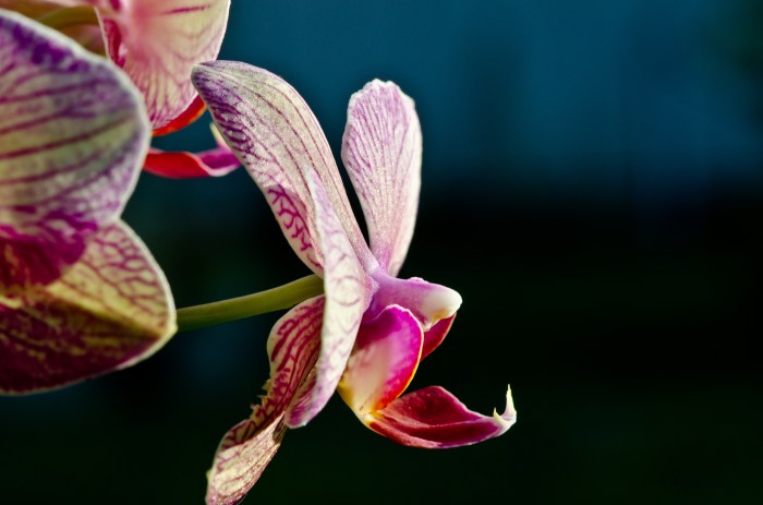 phalaenopsis orchid