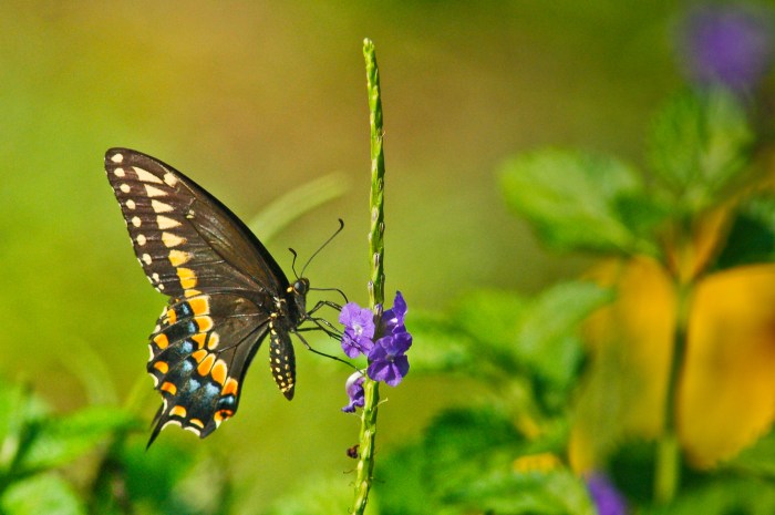Butterfly on Porterweed flower by Jack H Thompson, Jr