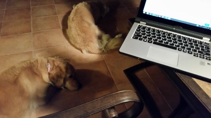 dogs on lanai by laptop