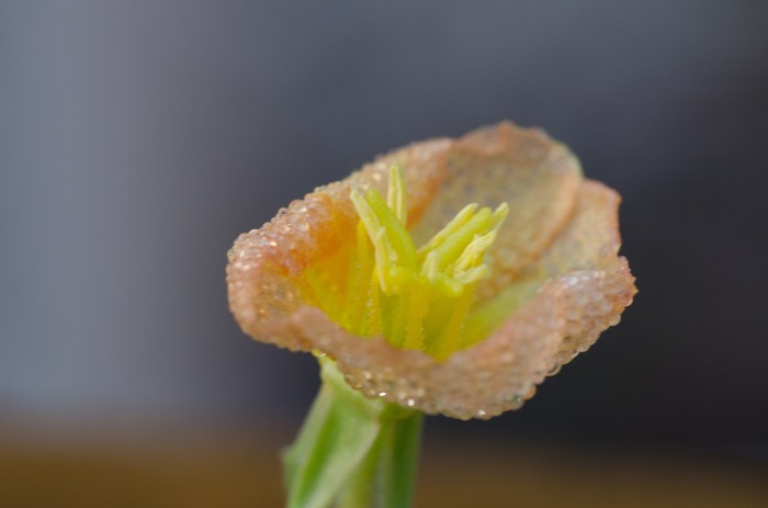 blossom in the dew by Jack H Thompson, Jr