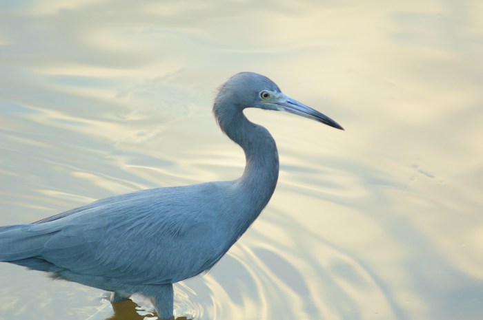 bird in morning light by Jack H Thompson, Jr