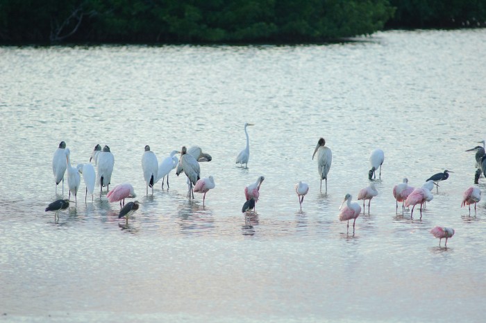water birds in Isabella, Galapagos by Jack H Thompson, Jr