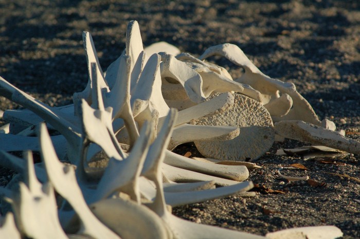 Dry bones, Fernandina, Galapagos property of Jack H Thompson, JR