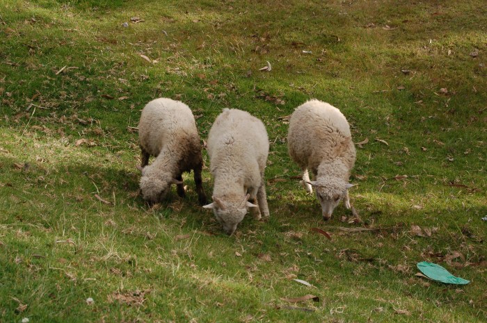 sheep near Otavalo, Ecuador by Jack H Thompson, Jr 
