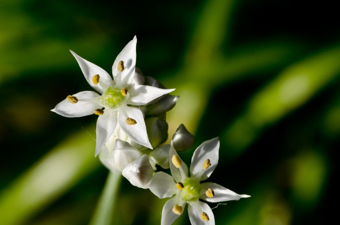 by Jack H Thompson, Jr