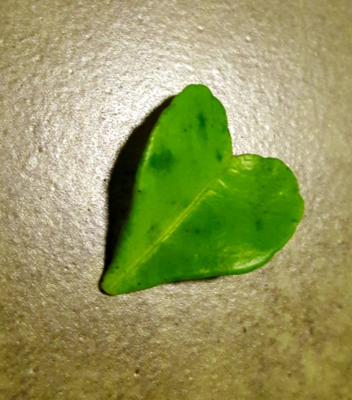 heart shaped leaf