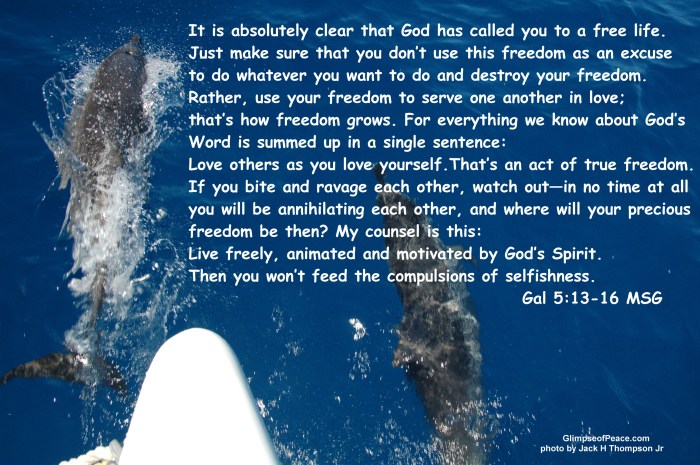 Gulf of Mexico dolphin crossing