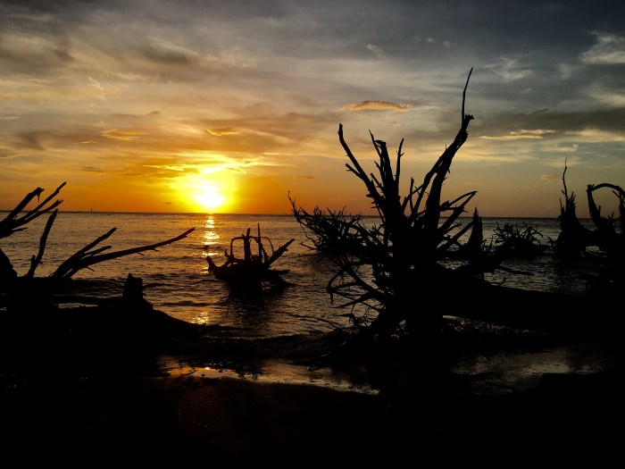 sunrise w driftwood