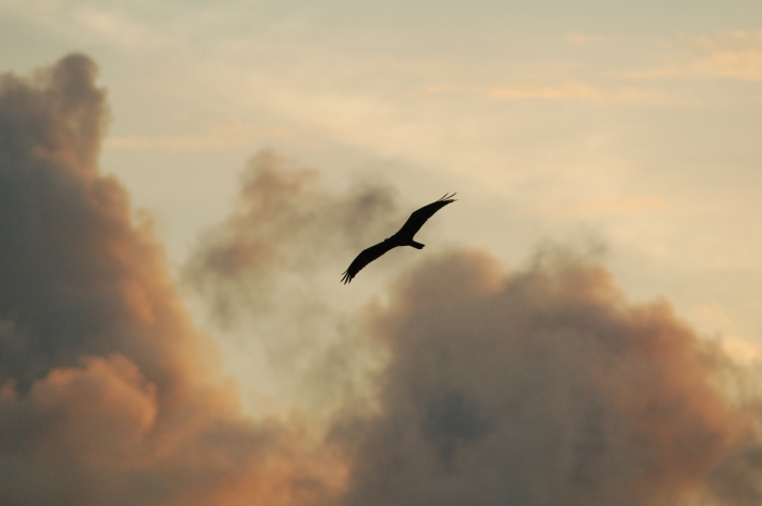 Bird in flight at sunset