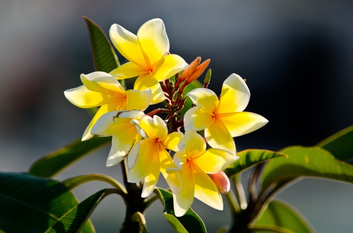 flowers by Jack H Thompson, Jr